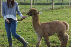 alpaca-scheren