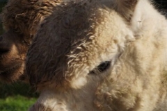 alpaca-voedsel