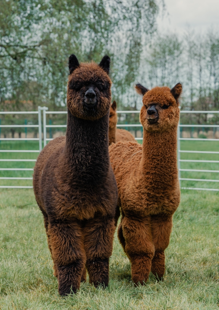 Alpaca‘s te koop Mandel Alpaca’s